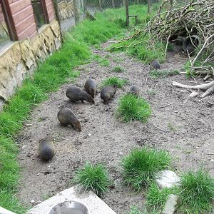 More Azara`s Agouti 12/4/2014