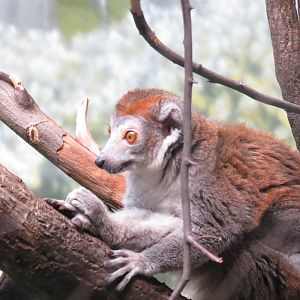 Crowned lemur