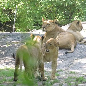 Lion cubs