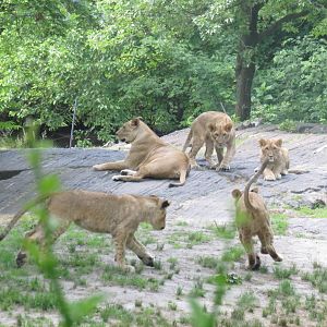 Lion cubs