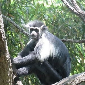 Angola Colobus