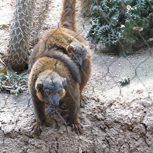 Collared lemurs
