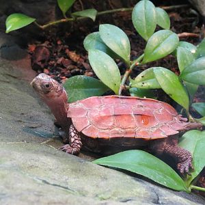 Black-breasted Leaf Turtle