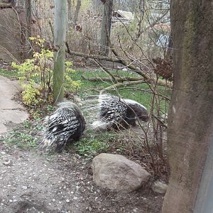 South African Crested Porcupine