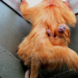Golden Lion Tamarin