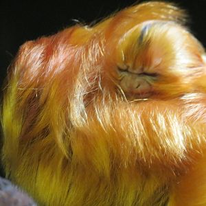 Golden Lion Tamarin