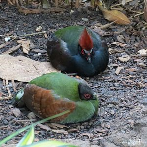 Crested Wood Partridge