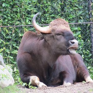 Gaur