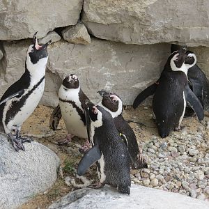 African Penguins