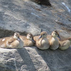 Mallard ducklings (wild)