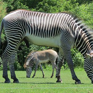 Grevy's Zebra