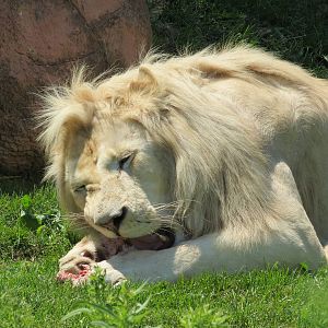 White Lion