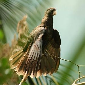 Black Parrot