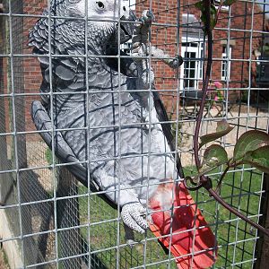 African Grey Parrot, 24th July 2014