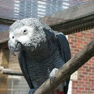 African Grey Parrot, 24th July 2014