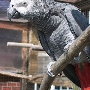 African Grey Parrot, 24th July 2014