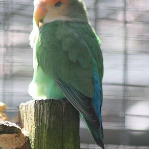 Dozing in the sunshine I, 24th July 2014