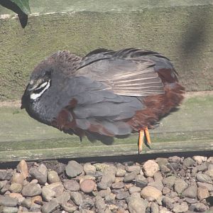 Dozing in the sunshine II, 24th July 2014
