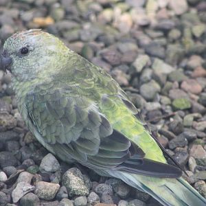 Red-rumped Parakeet, 24th July 2014