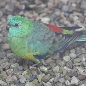 Red-rumped Parakeet, 24th July 2014