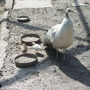 Peahen and chicks, 25th July 2014