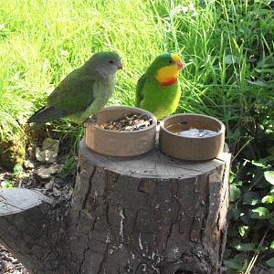 Still looking superb, 25th July 2014