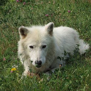 Arctic Wolf