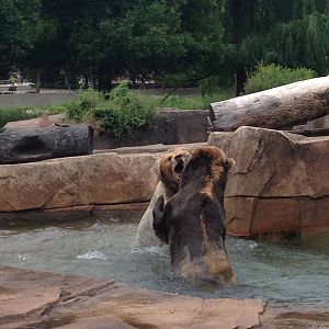 6/30/2014 - Kodiak Bear Showdown