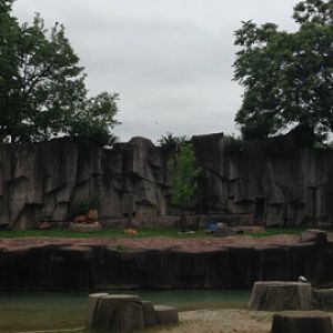 7/2/2014 - Newly Renovated Lion Exhibit