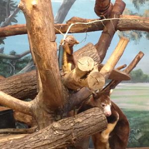 7/23/2014 - Tree Kangaroo Mom and Joey