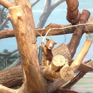 7/23/2014 - Tree Kangaroo Joey (So Cute!)