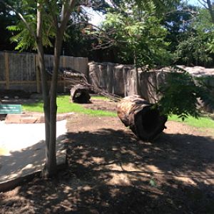 7/23/2014 - Right Half of New Red River Hog Exhibit