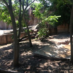 7/23/2014 - Left Half of New Red River Hog Exhibit