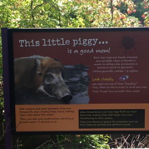 7/23/2014 - New Red River Hog Sign #2