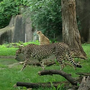 7/15/2014 - Imara (front) and Kiera (back)