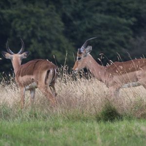 Impala : Whipsnade : 25 Jul 2014 [V]