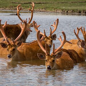 Barasingha / swamp deer : Whipsnade : 25 Jul 2014 [V]