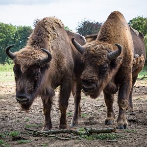 Wisent / European bison : Whipsnade : 25 Jul 2014