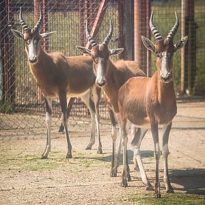 Blesbok : Whipsnade : 25 Jul 2014