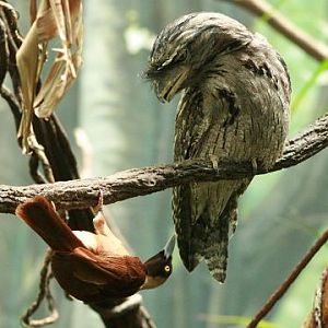 Raggiana Bird-of-paradise and Tawny Frogmouth