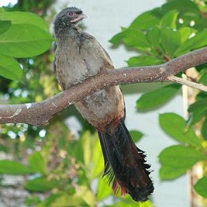 Chaco Chachalaca