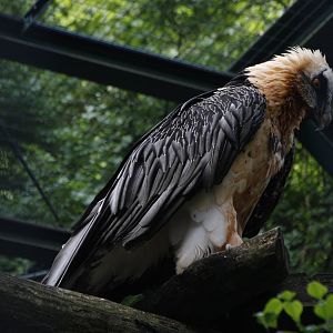 Bearded vulture (Gypaetus barbatus), 16th July 2014