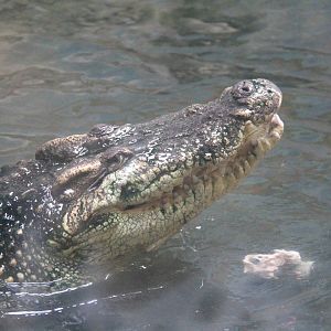 Nile crocodile