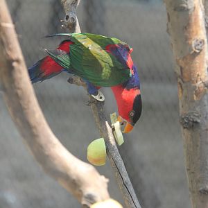 Black-capped Lory