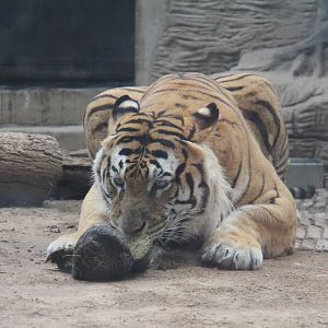 Bengal tiger