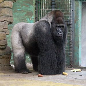 Gorilla Willi