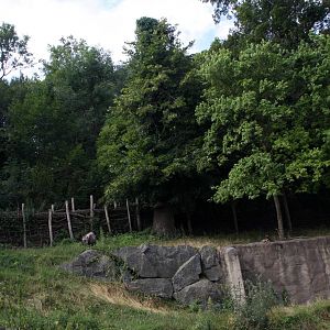 Japanese serow exhibit, 16th July 2014