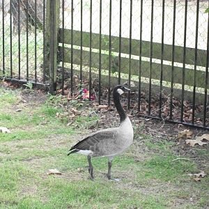 Desperate to join the collection? 26th July 2014