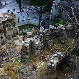 Coati exhibit from above, 16th July 2014