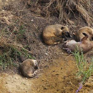 White-nosed coati (Nasua narica), 16th July 2014